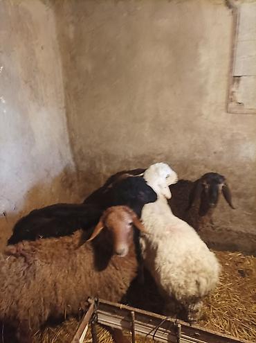 Баран, овца: Продаю | Ягненок | Для разведения — 3