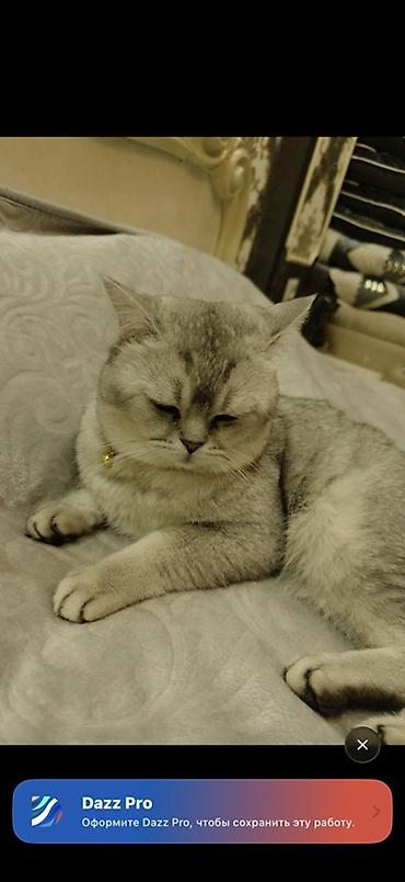 шотландская кошка сколько стоит: Кошка даром: Скотиш Страйт (Шотландская прямоухая), 2 года, Мальчик, Приучена к лотку, Проглистована, С документами — 1