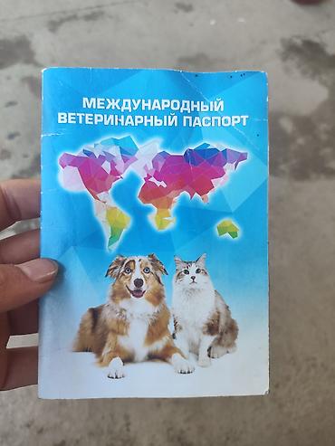 тазы собака: Хаски, 7 айлык, Эркек — 5