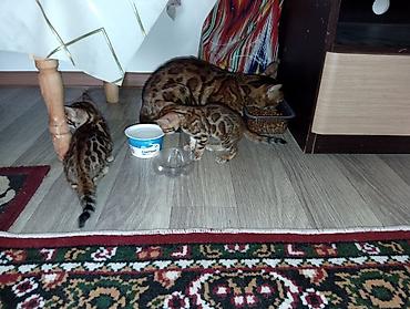 Кошки: Бенгальская, 4 месяца, Девочка, Приучена к лотку — 4