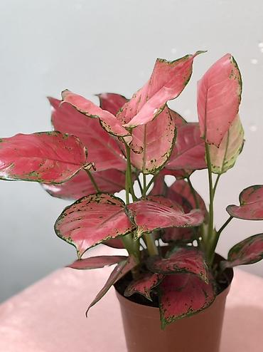Аглаонемы: Аглаонема розовая (Aglaonema ‘Red’/‘Siam Aurora’ тип) в пластиковом — 2