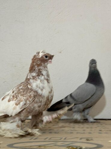 купить декоративных курей: Сатам | Короздор