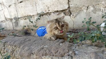 Akvariumlar: Qızıl şinşilla