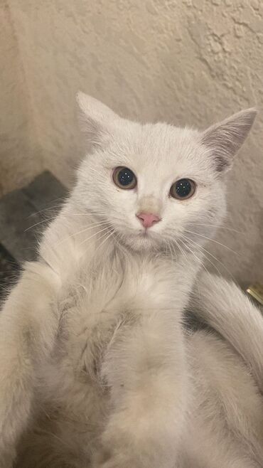 показы 1 354 72 договорная кошка даром британская короткошёрстная 1 год мальчик метис 2 позвонить написать: Кошка даром: Беспородная, 2 месяца, Мальчик, Приучена к лотку