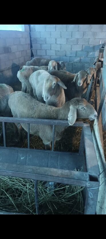 Бараны, овцы: Продаю | Овца (самка) | Арашан | Для разведения | Ярка — 8