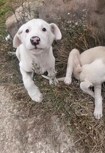 İtlər: 3 ay, Erkek, Pulsuz çatdırılma — 6