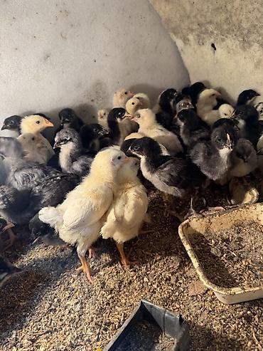 Птицы: Продаю цыплят — 13