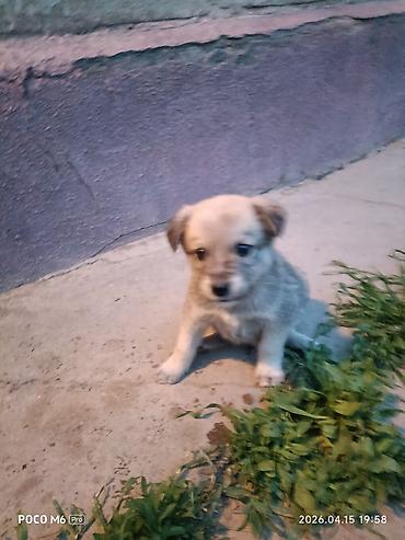 Отдам даром собаку: Щенки -дворняжкиДевочки все 5-недель,звотночки- будут среднего — 10