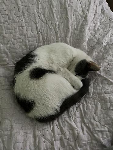 кошка с разными глазами: Отдам в хорошие руки кошку, ласковая, игривая, дружелюбная отдам — 2