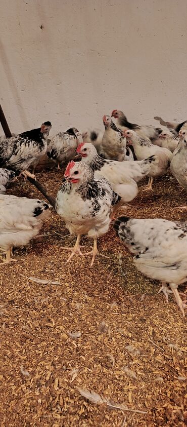 Toyuqlar: Toyuq, Broyler, Ətlik — 3