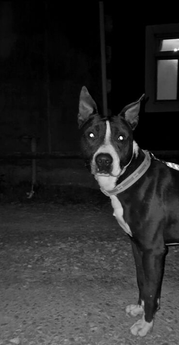 İtlər: Pitbul, 8 ay, Erkek, Peyvəndli, Ünvandan götürmə, Ödənişli çatdırılma