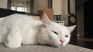 Продажа кошек: 3 года, Мальчик, Белый, Приучена к лотку, С документами, С прививками