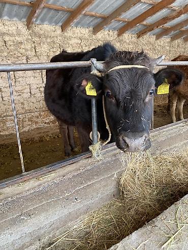 Коровы, быки: Продаю | Тёлка | На откорм, На забой, Для разведения — 12