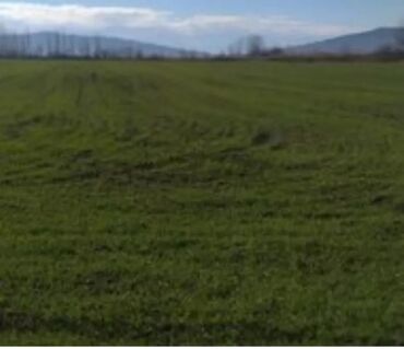 Torpaq sahələrinin satışı: Kənd təsərrüfatı -da lalafo.az — 4 Torpaq sahələrinin satışı: Kənd təsərrüfatı — 4