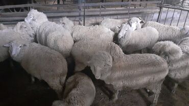 продажа гиссарских баранов: Продаю | Овца (самка) | Меринос | На забой, Для разведения, Для шерсти