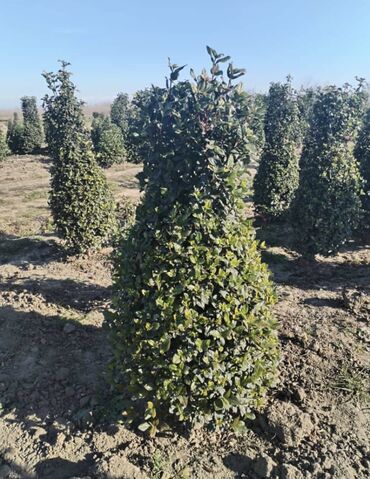 Şitillər: Dekartiv və meyvə ağacları istenilen sayda ve istenilen növde var — 15