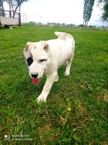 породистые собаки в бишкеке: Продаю собаку породы Алабай подробности звоните по телефону