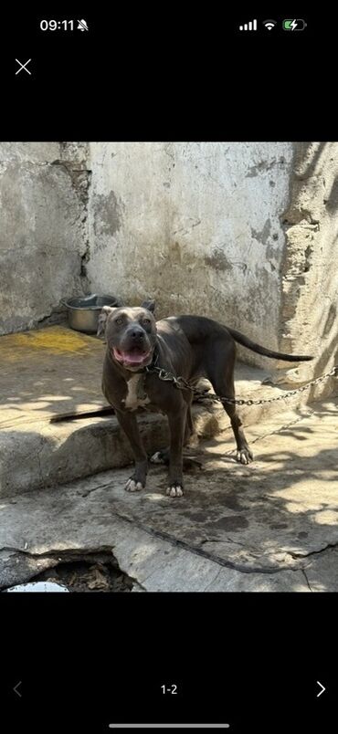 pitbul itler: Pitbul, 2 il, Dişi, Peyvəndli