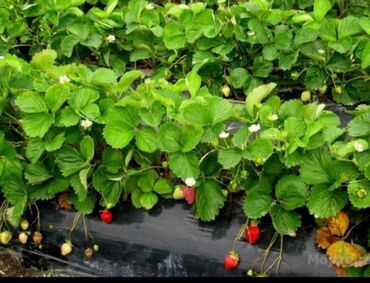 sadnice u Srbija | OSTALA BAŠTENSKA OPREMA: Na prodaju sadnice aumskih jagoda staloradjajuce ostale info inbox