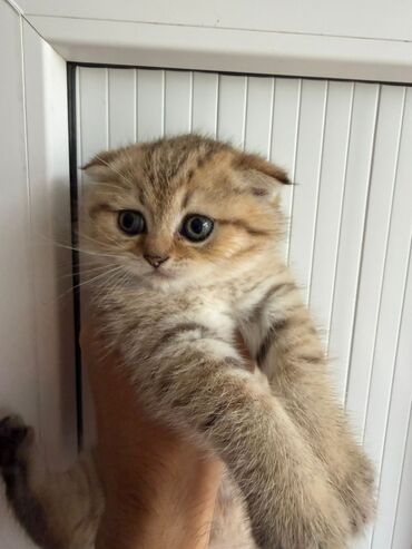 Pişiklər: Şotland yastı qulaq, Erkək, Dişi, Yaxşı əllərə, Ünvandan götürmə, Pulsuz çatdırılma, Ödənişli çatdırılma — 17