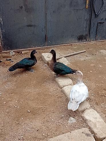 hind ordəyi: Hamısı lal ördəklərdi 7 ədəddir. ən az çəki vereni 2 kilodu.hamisi bir — 2