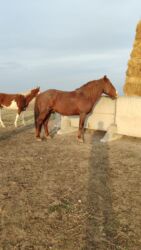 собака доберман сколько стоит: Сатам | Жылкы (эркек)