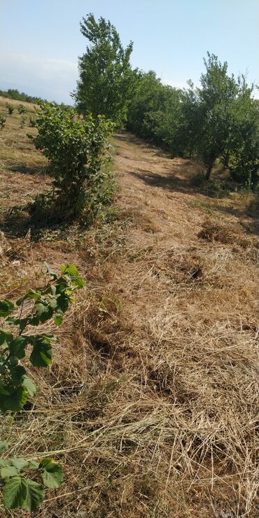 Torpaq sahələrinin satışı: 116 sot, Kənd təsərrüfatı, Barter mümkündür, Kupça (Çıxarış) -da lalafo.az — 2 Torpaq sahələrinin satışı: 116 sot, Kənd təsərrüfatı, Barter mümkündür, Kupça (Çıxarış) — 2