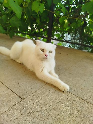 qatır: Şotland yastı qulaq, Dişi — 2