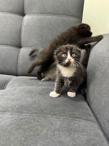 Продажа кошек: Продаю котят Шотландская вислоухая.Котята здоровые,живые,очень — 4