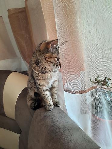 Отдам даром кошку: 6 месяцев, Девочка, Приучена к лотку — 12