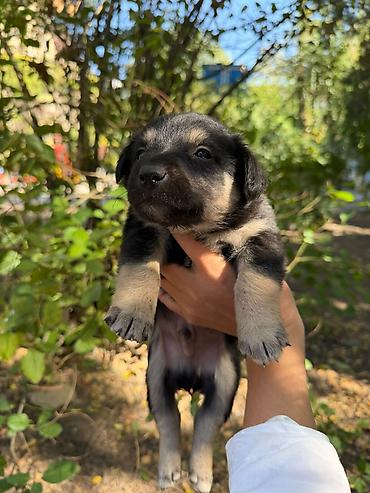 Отдам даром собаку: 🐾 7 чудесных щенят ищут добрые руки! 🐾❤️ Отдаём семерых здоровеньких — 7