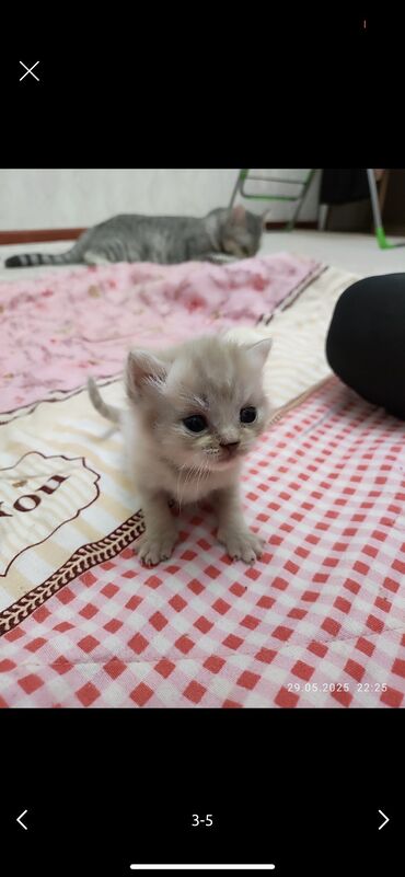 для кошек домик: Британская короткошёрстная, 1 месяц, Девочка, Золотая шиншилла, Приучена к лотку, Проглистована