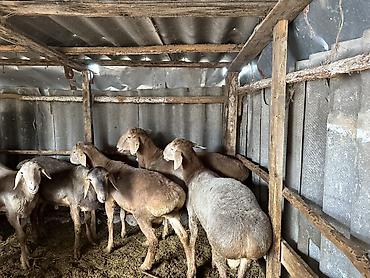 Баран, овца: Продаю | Баран (самец) | Арашан — 8