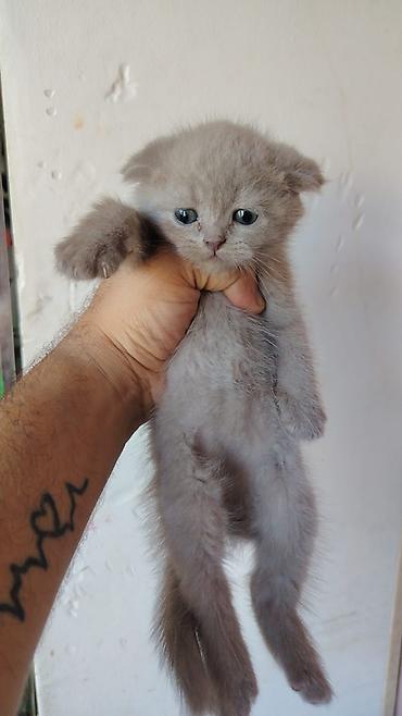 Кошки: Шотландская вислоухая — 3