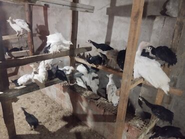 firəng toyuqları: Toyuq, Damazlıq