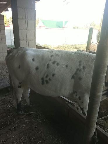 Продам с/х животных: Продаю | Корова (самка) | Для молока | Привязанные — 2