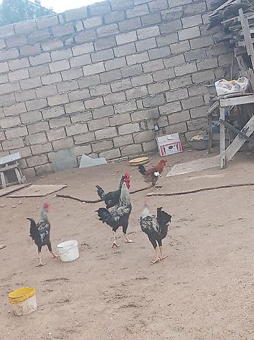 quş bazarı: 5dənə xoruz satılır təcili 100azn real alıcıya endirim olunacaq.Fikri — 1
