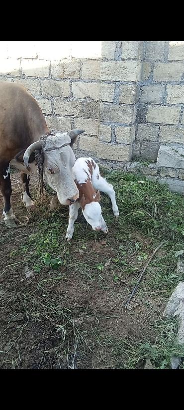 inək: Simental tipli inək – buzovu ilə birlikdə - Rəng: qəhvəyi-ağ ləkəli - — 2