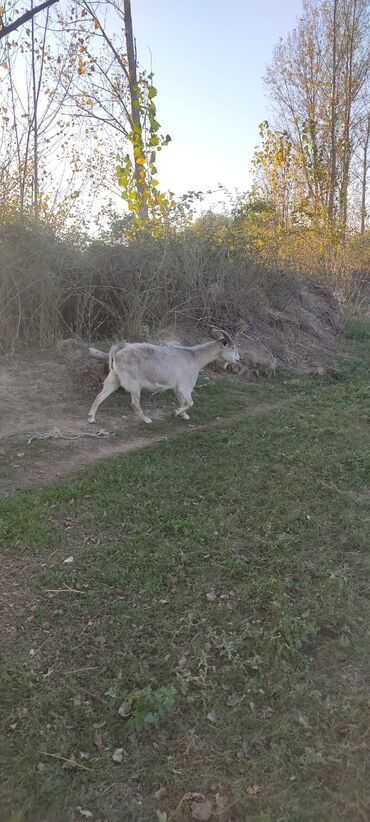 Keçi, çəpiş: 2 təkə 42 ədəd dişi kecilər var Təkəsini alib hamisi bogazdi kom — 7