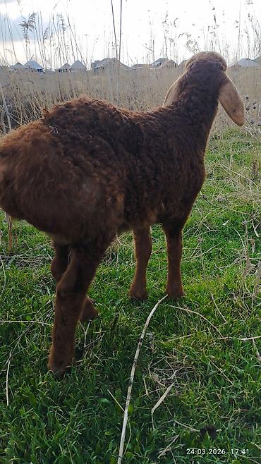 Баран, овца: Продаю | Ягненок | На забой — 11