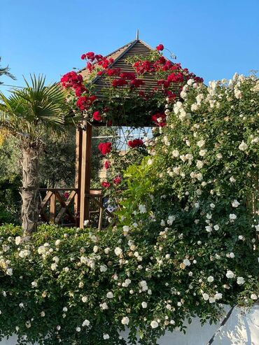 Bağ evlərinin kirayəsi: 100 kv. m, 2 otaqlı, Hovuzsuz — 2