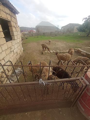400 manata itlər: Əkəy dişi quzu lar kom qiyməti 1850 ye di hər şey yeyir lər pul lazım — 5