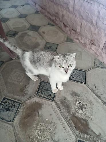 pişik pulsuz: Boz-ağ rəngli ev pişiyi - Növ: ev pişiyi - Rəng: gümüşü-boz üst — 1