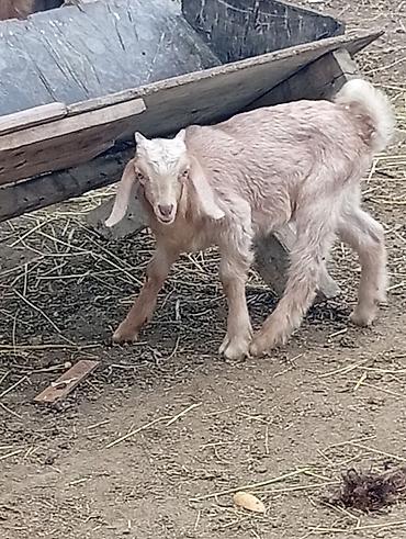 golden goat: Super damazlıq heleb cepişleri erkeydiler hamısı 3 aylıqdılar böyük — 2