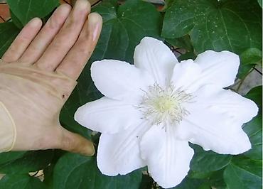 Другие садовые цветы и кустарники: Клематисы, 800сом Хосты, голубые крупномеры "Элеганс" и "Биг Дадди" — 6