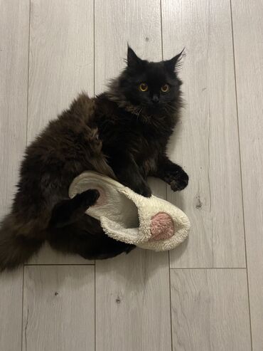 шотландский кошка: Отдам даром кошку. Игривая. Не стерилизована. К лотку обучена