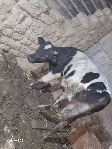 Dana, buzov: Satlıq: qaramal – erkək buzov/ dana - Növ: ətlik istiqamətli qarışıq — 6