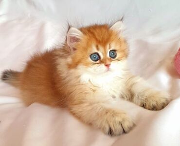 Pişiklər: Britan yastı qulaq, Erkək, Dişi, Yaxşı əllərə, Ünvandan götürmə, Pulsuz çatdırılma, Ödənişli çatdırılma — 105