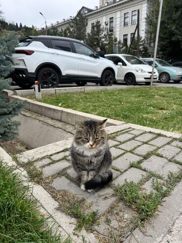 Отдам даром кошку: Ищем постоянный дом для Уинстона/Винтера! 🐾 Мы нашли этого милого