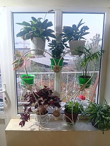 витринные полки б у: Металлическая подставка‑стеллаж для комнатных растений 10шт 10.000 - — 2